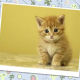 Membuat Efek Foto dengan CSS3